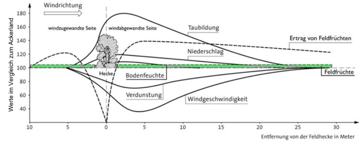 Diagramm: Einfluss einer Feldhecke auf Wind, Bodenfeuchte, Verdunstung, Niederschlag und Ertrag mit Abstand.